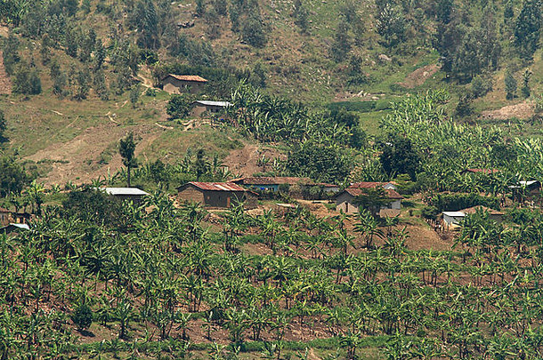 山坡上集合小农场香蕉树