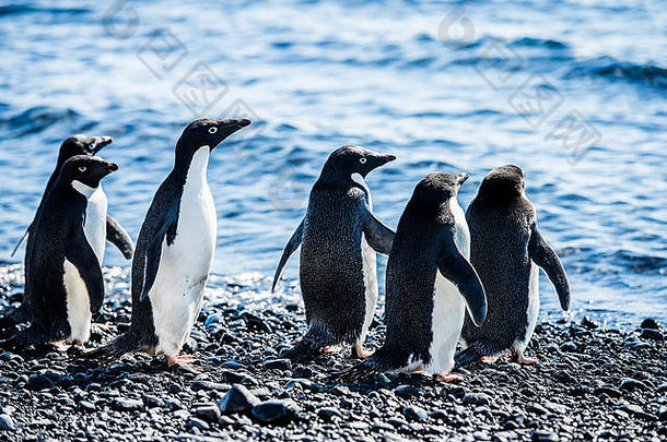 阿德利企鹅Pygoscelis阿德利亚南极海岸
