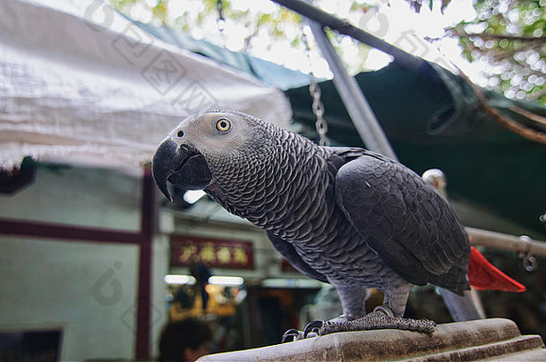 鸟花园市场香港旺角在香港香港