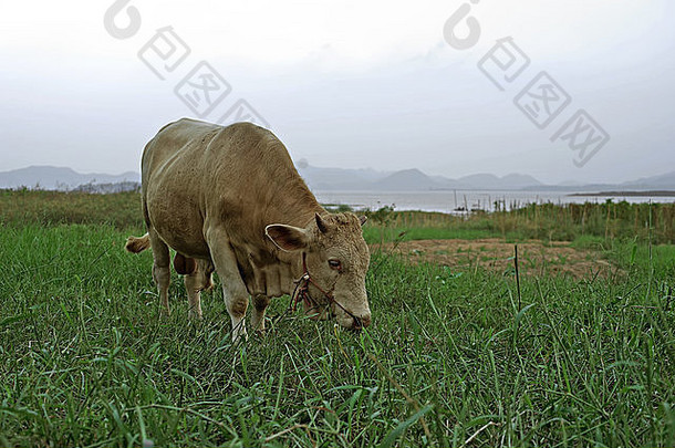 亚洲牛绿色牧场