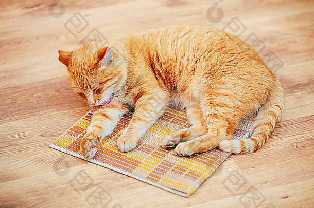 有趣的可爱的红色的猫小猫舔洗层压板地板上首页