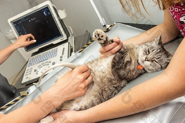 小灰色的猫超声波检查兽医诊所猫铺设表格医疗设备监控背景