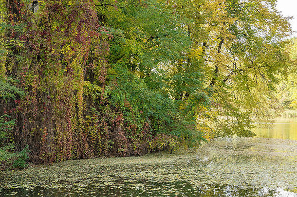 彩色的秋天树水下降叶子浮动