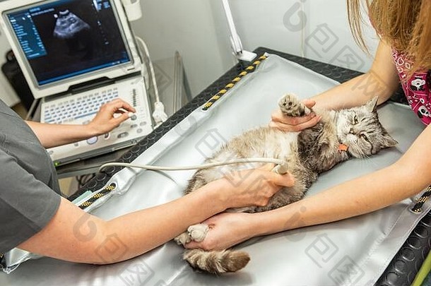 小灰色猫超声波检查兽医诊所猫铺设表格医疗设备监控背景