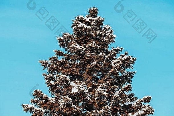 松树覆盖冬天雪