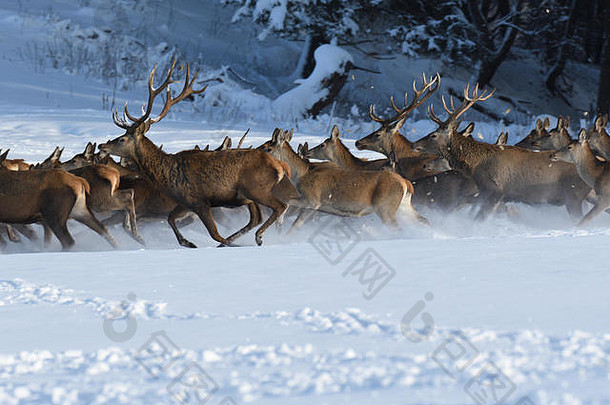 鹿鹿皮走冬天雪