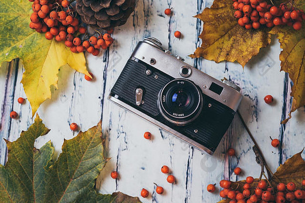 秋天概念秋天黄色的绿色棕色（的）叶子红色的灰莓复古的相机木背景前视图