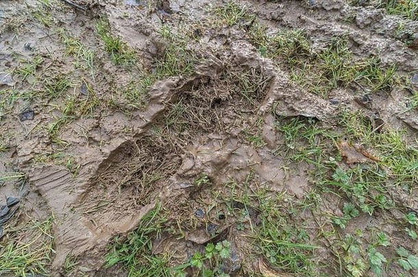 多个人类的足迹狗爪子打印跟踪泥泞的小径坚持泥泥泞的纹理泥泞的表面泥冬天季节泥沼泽