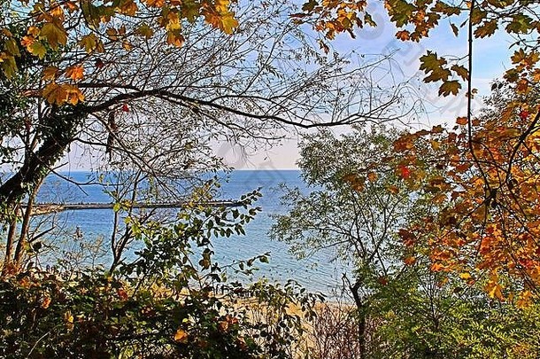 色彩斑斓的枫木树红色的橙色黄色的绿色叶子海岸平静海水域背景秋天季节警告黑色的海海岸bulga