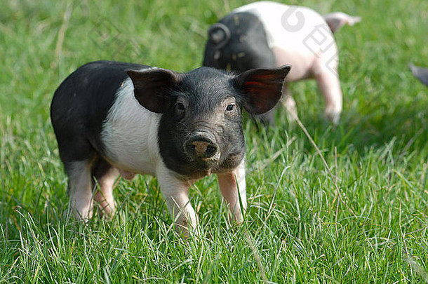 斯瓦比亚的猪国内猪schwaebischhaellischeslandschwein德国品种小猪年轻的
