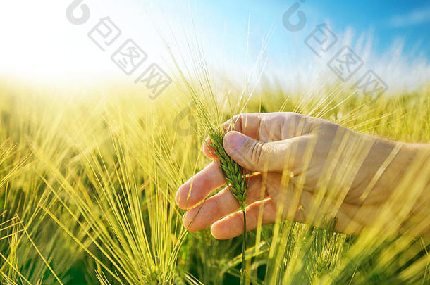 农民的手大麦种植园场负责任的农业专用的农业生产作物保护增长
