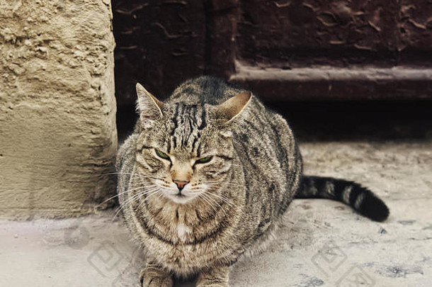 脾气暴躁的无家可归的人灰色的猫坐在前面通过