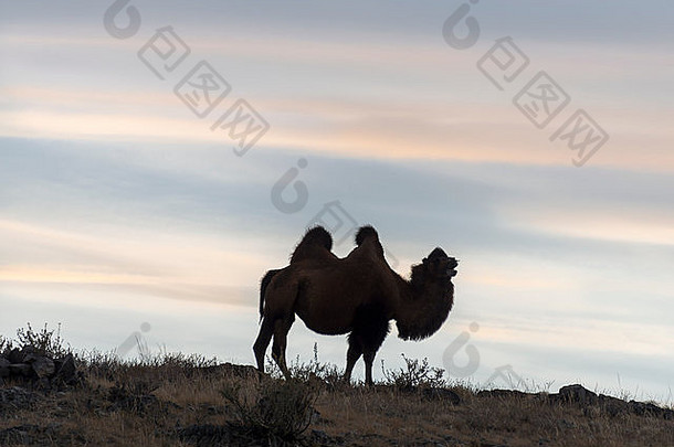 大夏的<strong>骆驼</strong>的轮廓日落南托尔博湖西方蒙古
