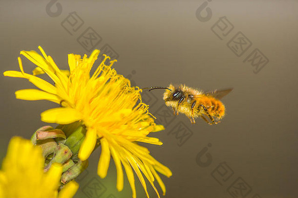 单蜂蜜蜜蜂飞行花关闭土地<strong>快快</strong>门速度停止风运动给锋利的图像