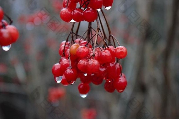 浆果guelder玫瑰荚莲属的植物opulus水滴多雨的一天冬天