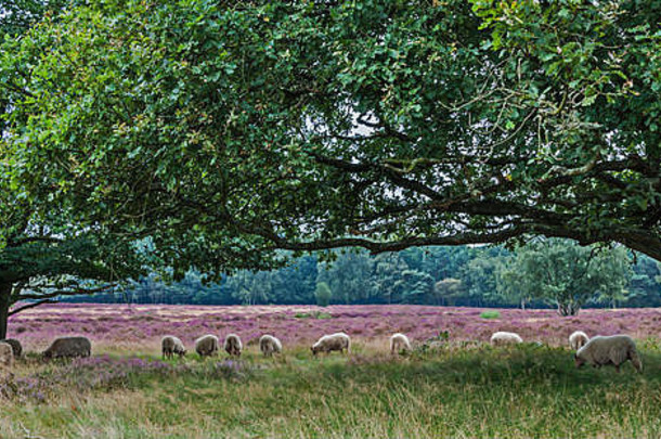 景观荷兰欧石南树sheeps