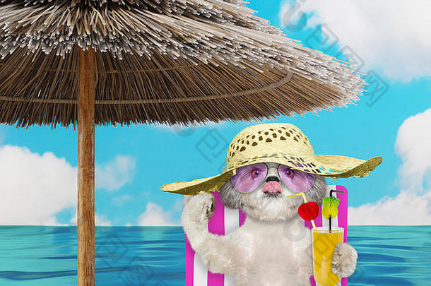 可爱的shitzu狗休息放松海滩椅子伞汁海滩海洋海岸夏天假期假期渲染