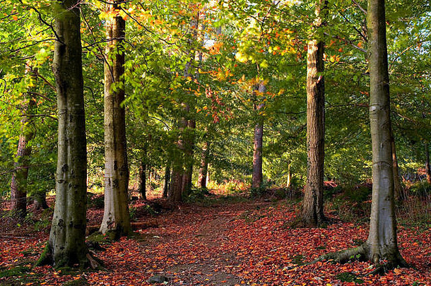 大道树地毯下降叶子红海龟国家公园北威尔士
