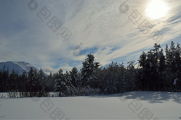 温暖的冬天阳光雪白色场森林景观