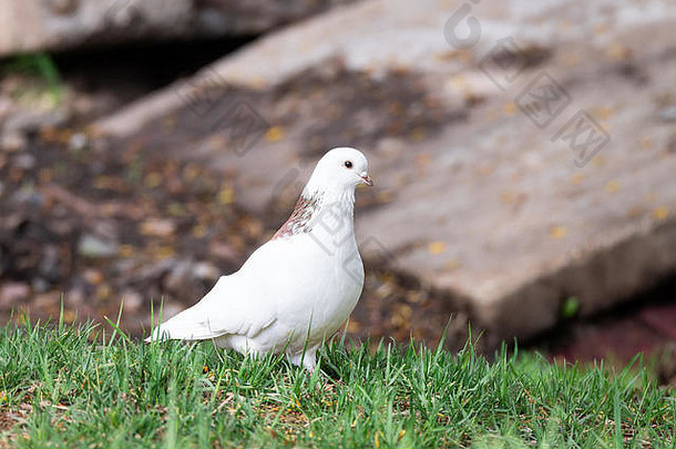 白色鸽子坐在草美丽的鸽子花园