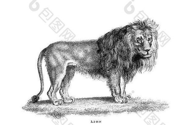 维多利亚时代雕刻狮子数字恢复图像mid-th世纪百科全书