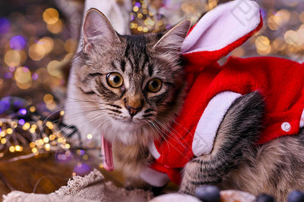 美丽的猫圣诞老人老人服装<strong>背景</strong>散景照片快乐圣诞节卡复制空间