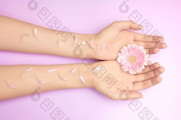 女士手明亮的粉红色的非洲菊花紫色的Backround产品皮肤护理自然花瓣化妆品抗皱手护理