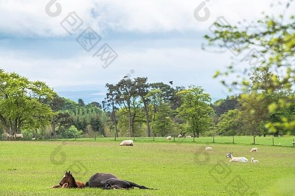 clarilawmuir塞尔扣克苏格兰边界苏格兰racehorse’s享受夏天草封锁院子里国家
