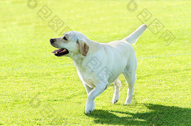 年轻的美丽的白色拉布拉多寻回犬运行幸福的草坪上