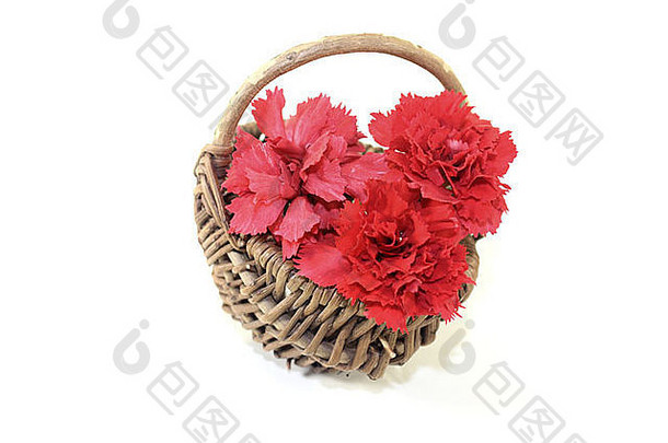新鲜的红色的康乃馨花朵篮子光背景