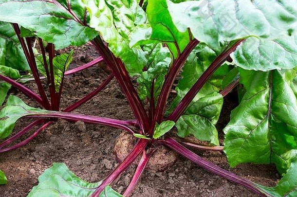 甜菜蔬菜花园关闭有机甜菜根日益增长的农场