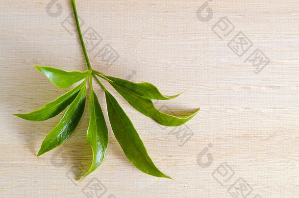 五加科叶著名的泰国草被称为鹅掌柴白芸维格鹅掌柴广蕨属稳定鹅掌柴淡道