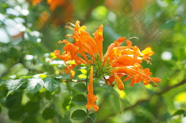 橙色小号火焰花躺他来了橙色花钻自然<strong>背景</strong>花园提示花瓣形状的长