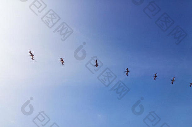 行海鸥飞行蓝色的天空海滩mancora位于西北秘鲁