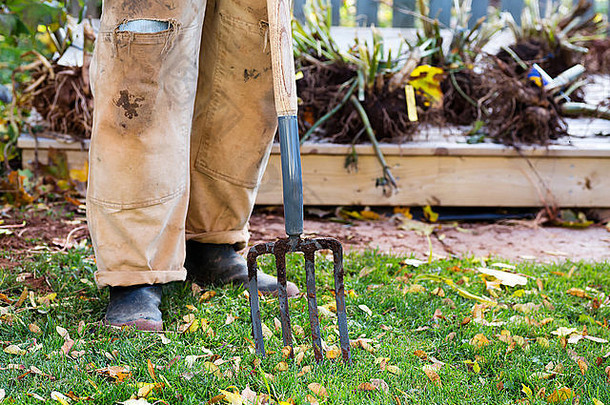 花园叉挖掘大丽块茎秋天