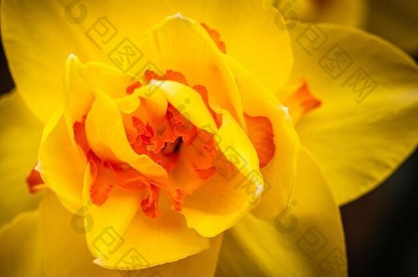 黄色的水仙花那喀索斯花在户外春天自然花背景