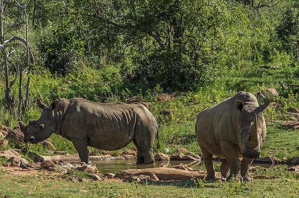 南部白色犀牛放牧weldgevonden游戏储备南非洲