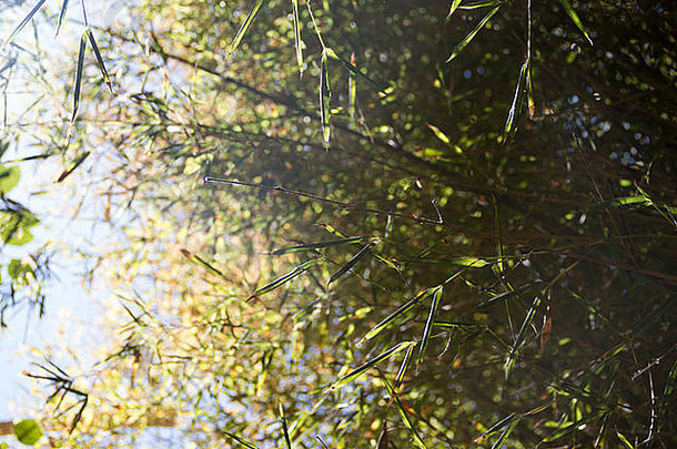 竹子树叶太阳