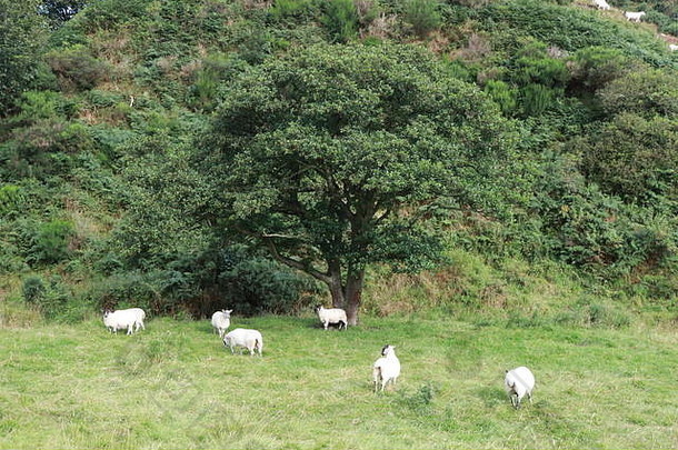 羊放牧山坡上