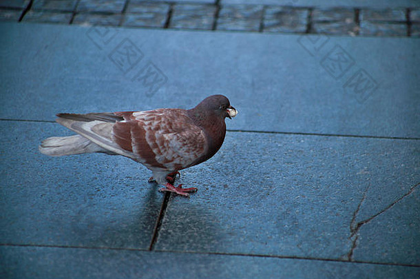 喂养鸽子鸟在哪里人行道上持有嘴爆米花吃孤立的细节视图美丽的街鸽子人行道上