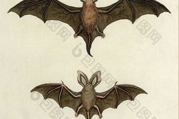飞行蝙蝠扫描原始彩色雕刻乔治爱德华兹细节