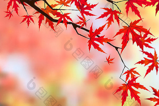 才华横溢的红色的叶子日本枫木