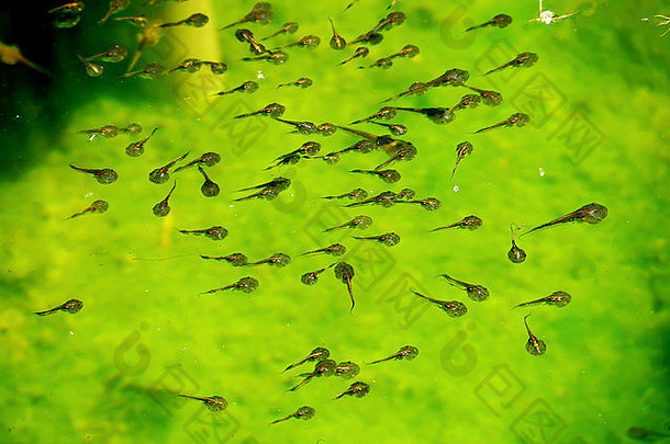 蝌蚪家庭绿色自然背景找到食物水