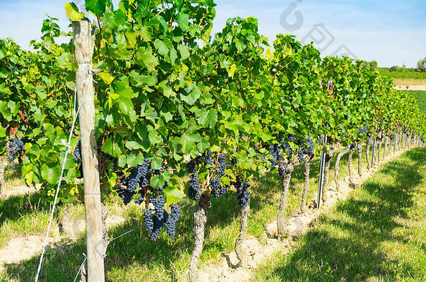 蓝色的葡萄成长葡萄树德国