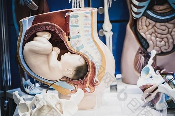 怀孕布局人类内部器官假培训假医疗保健概念人类解剖学