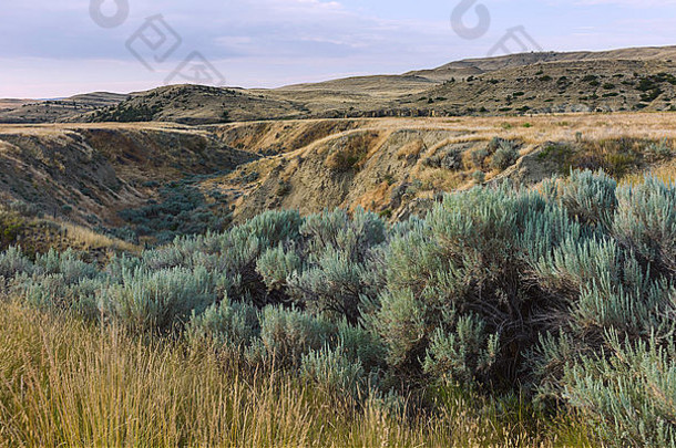 崎岖的景观布什土地起伏不定草原比林斯黎明蒙大拿美国