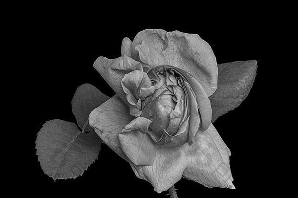 明亮的单色玫瑰开花阀杆叶子古董绘画风格宏详细的纹理黑色的背景