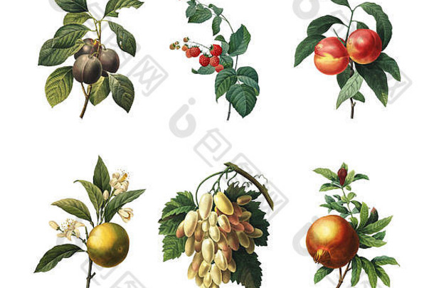 集世纪插图皇家李子树莓桃子橙色水果白色葡萄石榴雕刻pierre joseph惧怕