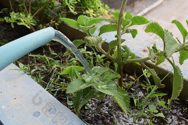 浇水植物