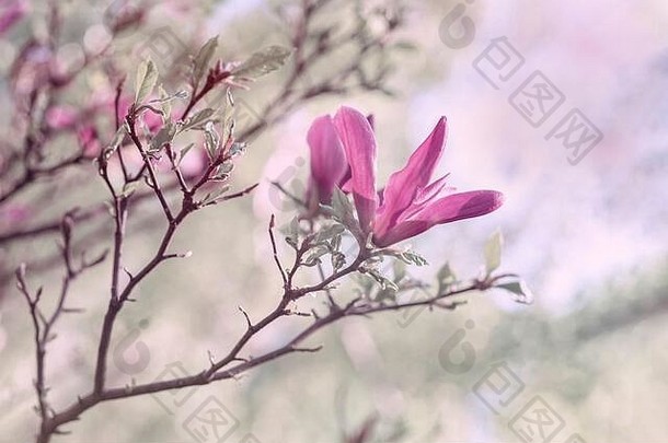 花温柔的粉红色的木兰春天分支特写镜头浪漫的自然背景